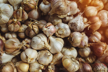 Freshly harvested pile of garlics drying