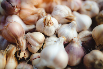 Freshly harvested pile of garlics drying