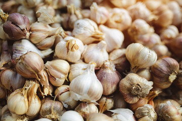 Freshly harvested pile of garlics drying