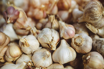 Freshly harvested pile of garlics drying