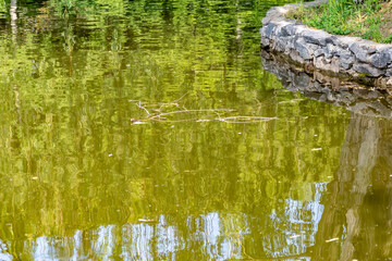 Green lake in the forest