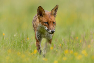 Red fox walking in a meadow with buttercups and grass in the background and foreground.  