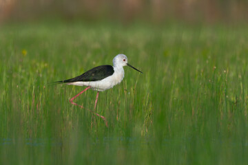 Cute bird. Black winged Stilt. Himantopus himantopus.