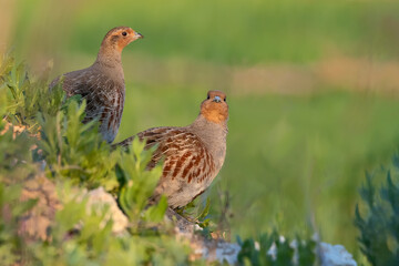 Wild bird partridge. Warm colors nature background. Bird: Grey Partridge Perdix perdix