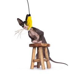 Cute blue with white tuxedo Sphynx cat kitten, standing behind with front paws on little wooden stool. Yellow feather toy in mouth. Looking straight ahead with green eyes.