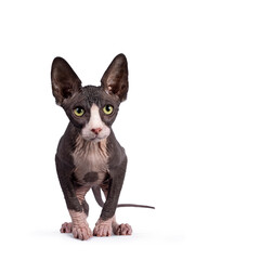 Cute blue with white tuxedo Sphynx cat kitten, standing facing front ready to jump. Looking straight ahead with green eyes. Isolated on white background.