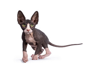 Cute blue with white tuxedo Sphynx cat kitten, standing side ways ready to jump. Looking straight ahead with green eyes. Isolated on white background.