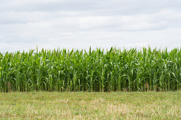 Obraz premium Maisfeld