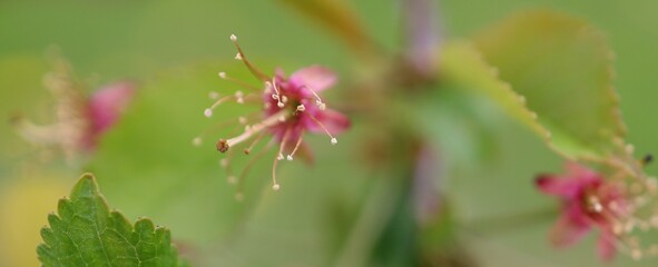 The pink calyx, the stigma and stamen of the pistil close-up after the petals of the cherry blossoms fall in late springtime.