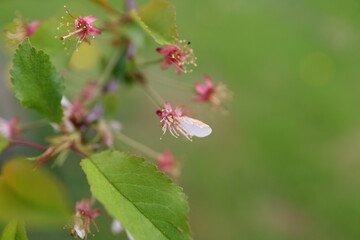 The pink calyx, the stigma and stamen of the pistil close-up after the petals of the cherry blossoms fall in late springtime.