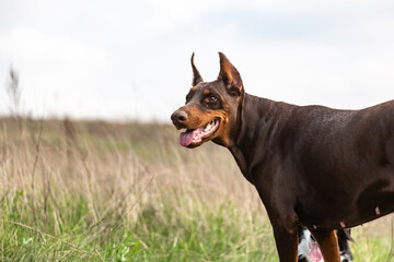 A brown Doberman doberamann dog stands in a field among grass, looking to the side. Horizontal orientation. 