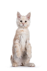 Sweet red shaded Maine Coon cat kitten, sitting up facing front on hind paws like meerkat. Looking towards camera with droopy eyes. Isolated on white background.