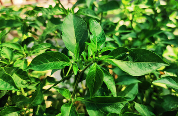 India, delhi, 5june 2020, Pepper plant close up photo. Green leaves, background