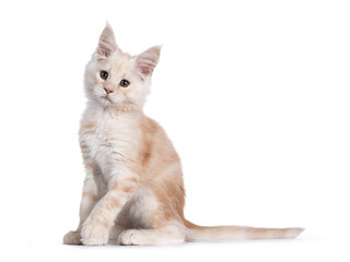 Sweet red shaded Maine Coon cat kitten, siting side ways. Looking beside camera with droopy eyes. Isolated on white background. One paw playful lifted.