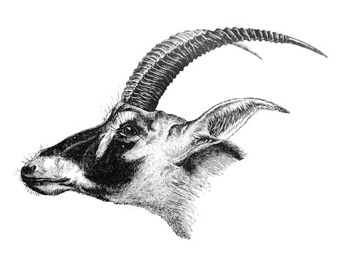 Deer bluebuck (Hippotragus leucophaeus) / Antique engraved illustration from Brockhaus Konversations-Lexikon 1908