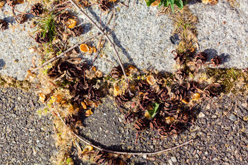 open dry cones of cypress on the ground