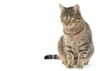 Fototapeta na wymiar Adult grey tabby cat sitting isolated on white background