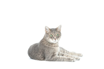 Adult grey tabby cat lying isolated on white background