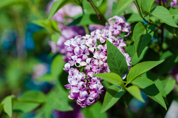 Fototapeta na wymiar Lilac violet in blossom, lilac bush at springtime