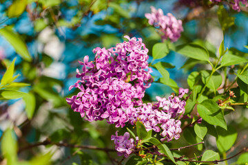 Naklejka na ściany i meble Lilac violet in blossom, lilac bush at springtime