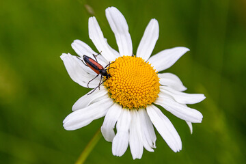 Obraz premium Insektenbestimmung im Rahmen des Insektensommers 2020 in Deutschland
