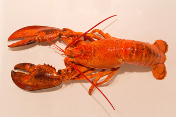 Steamed Lobster Seafood
