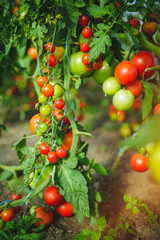 Organic red ripe tomatoes grown in a greenhouse