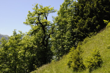 Fototapeta na wymiar Chêne verdoyant et ondoyant au centre d'une forêt ou un bosquet d'arbres et sapins à flan de coteaux sur un chemin de randonnée dans les alpes suisses.