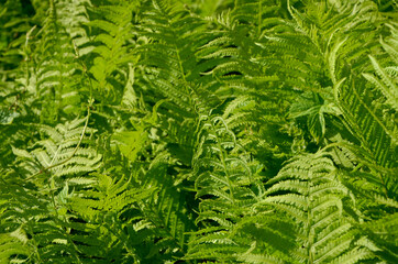 dense thickets of fern foliage bright leaves