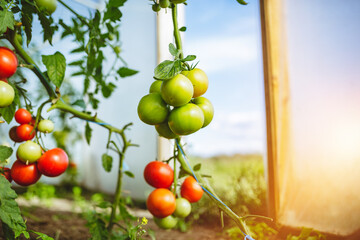 Organic red ripe tomatoes grown in a greenhouse