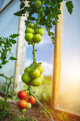 Organic red ripe tomatoes grown in a greenhouse