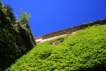 maison avec lierre vert et ciel bleu