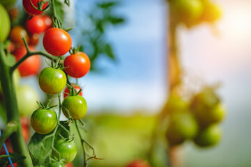 Organic red ripe tomatoes grown in a greenhouse