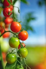 Organic red ripe tomatoes grown in a greenhouse