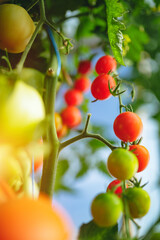 Organic red ripe tomatoes grown in a greenhouse