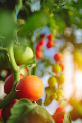Organic red ripe tomatoes grown in a greenhouse