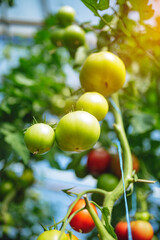Organic red ripe tomatoes grown in a greenhouse