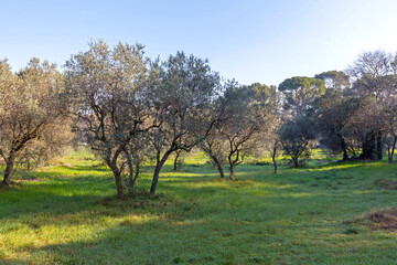 Olive Trees Saint Remy France