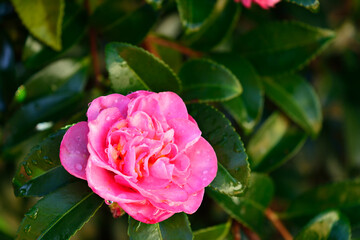 Closeup of pink camellia flower. Camellia Japonica blooming bush in the garden
