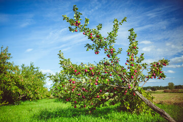 Fototapeta na wymiar Organic apple tree at rural countryside farm