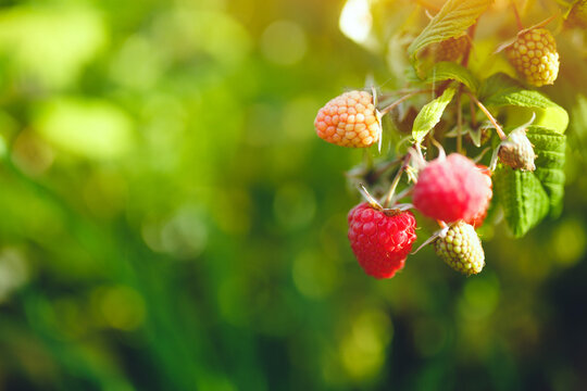 Close up of fresh organic raspberries