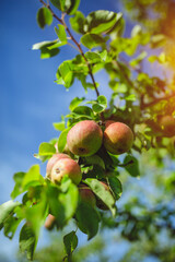 Close up of fresh organic apples