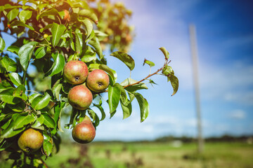 Close up of fresh organic apples