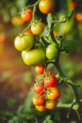 Organic red ripe tomatoes grown in a greenhouse