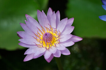 Obraz premium landscape