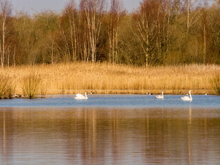 Male and female mute swans enjoying coutship dances in early springtime at Neumans flash lakes,...