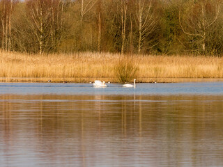 Naklejka na ściany i meble Male and female mute swans enjoying coutship dances in early springtime at Neumans flash lakes, Northwich, Knutsford, Cheshire, UK