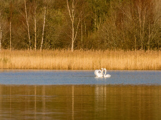 Male and female mute swans enjoying coutship dances in early springtime at Neumans flash lakes, Northwich, Knutsford, Cheshire, UK