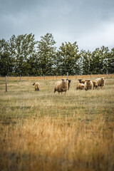 Schafherde auf einer umzäunten Weide an einem regnerischem Tag