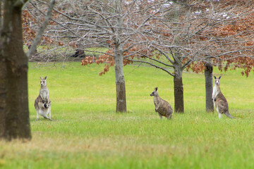 Kangaroos. Does with Joey and the mob. 